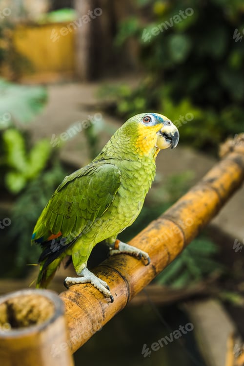 Preview: adorable green afrotropical parrot perching on bamboo fence in tropical park