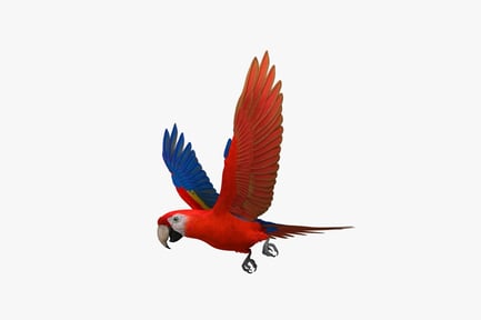 Preview: Macaw in flight with extended wings