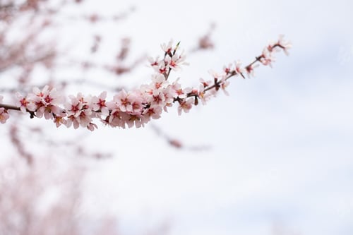 Preview: almond blossoms on branch of tree blooming in spring closeup