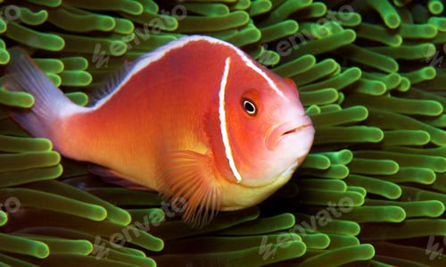 Preview: Colorful sea life underwater, shallow underwater seascape