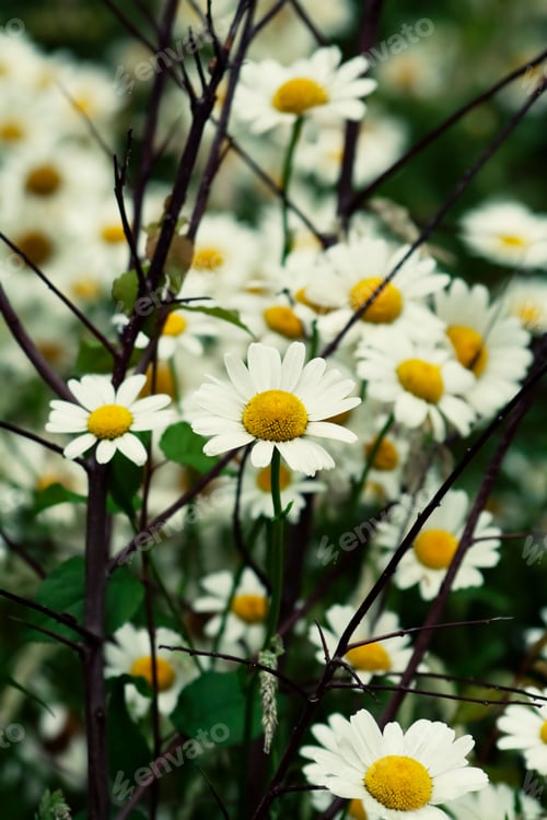 Preview: Daisies