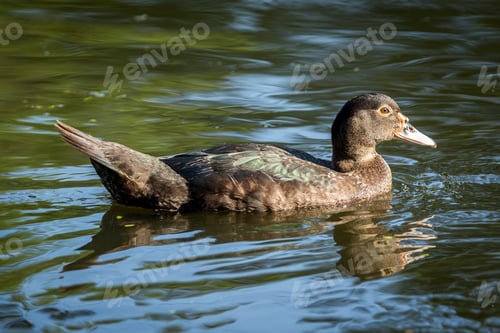 Preview: Duck in water.