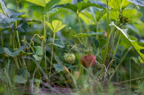 Preview: Closeup shot of ripe and unripe strawberries growing in the soil
