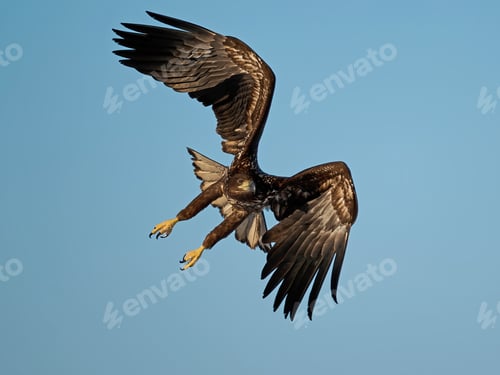 Preview: White-tailed eagle (haliaeetus albicilla)