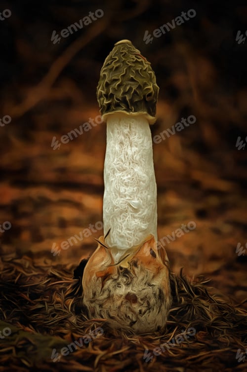 Preview: Mushroom - Common Stinkhorn - Phallus Impudicus