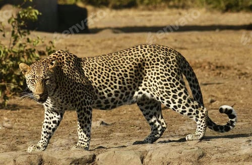 Preview: A Best wildlife destinations in the world