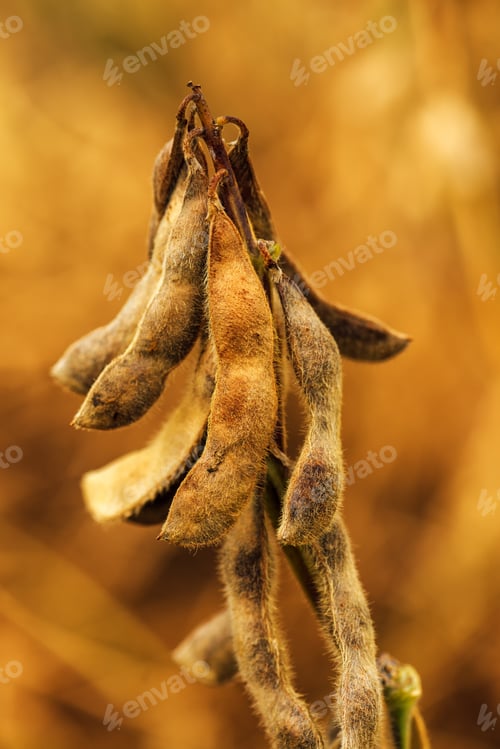 Preview: Ripe soybean pods close up