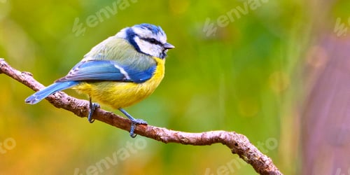 Preview: Blue Tit, Mediterranean Forest, Spain
