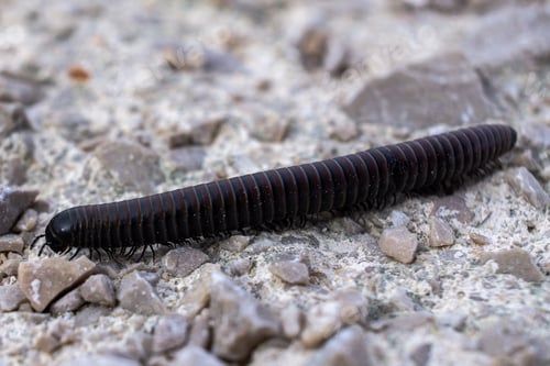 Preview: Closeup of a Julida worm crawling on the rocky surface