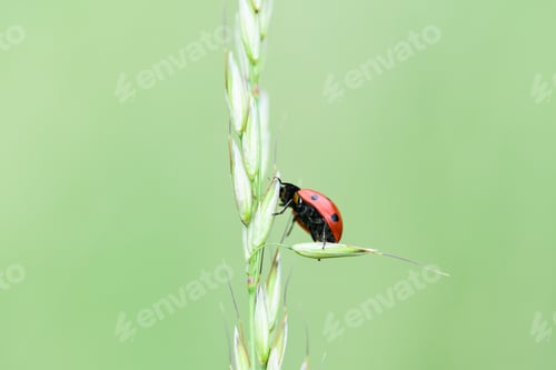 Preview: Soft focused fresh ears of young green grass and ladybug on nature in spring summer field close-up