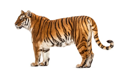 Preview: Tiger isolated
