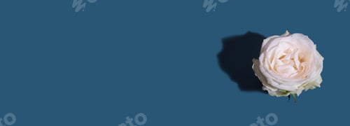 Preview: Rose bud with hard shadow on turquoise background with copy space. Minimalistic flower banner