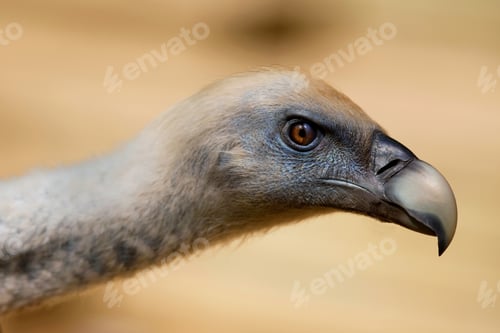 Preview: The menacing gaze of the raptor