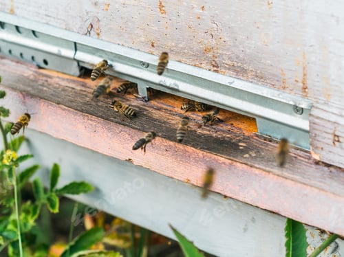 Preview: Closeup shot of honey bees coming out of its hive - beekeeping concept