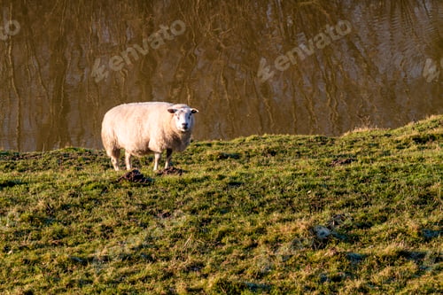 Preview: Single lonesome sheep in sunlight glow