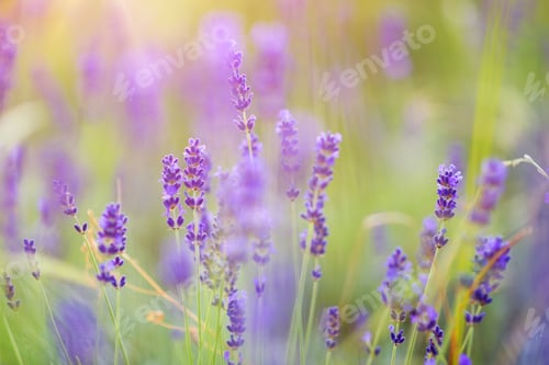 Preview: Lavender flowers