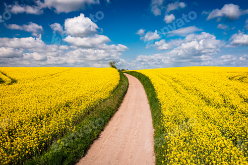 Preview: Aerial view of raps flowers. Agriculture in Poland.