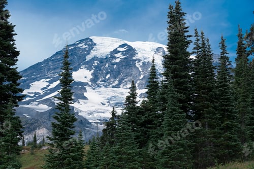 Preview: Mount Rainier forest