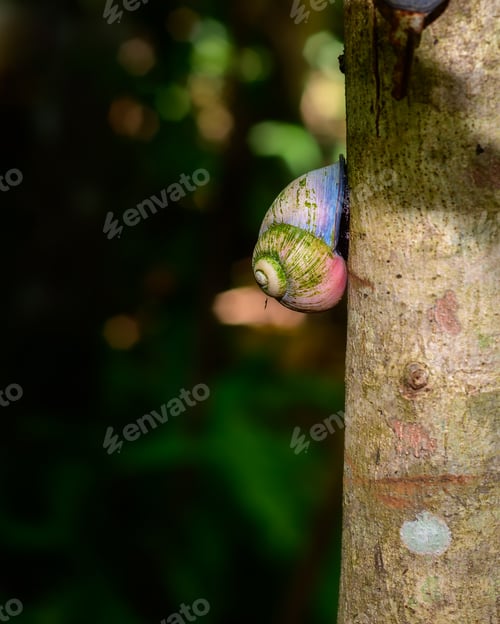 Preview: Acavus phoenix giant tree snail on a tree trunk climbs up slowly.