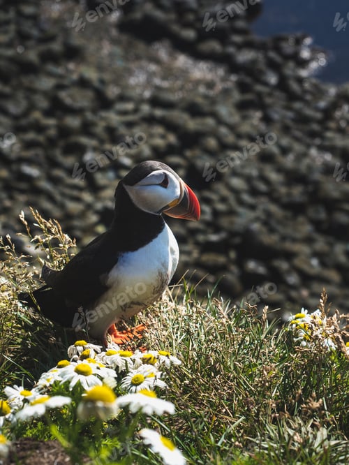 Preview: beautiful puffin with chamomiles at Latrabjarg Bird Cliffs in Iceland