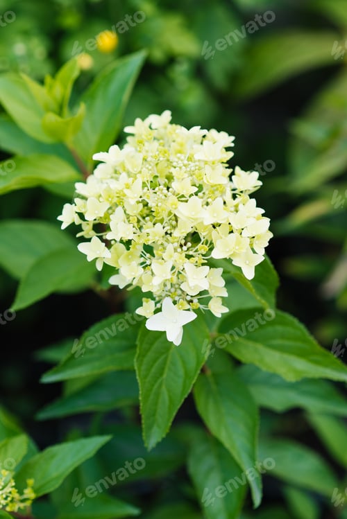 Preview: Panicle hydrangea Metallica early flowering phase