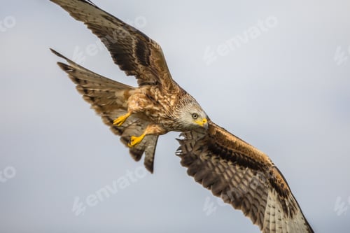 Preview: Flying red kite against blue sky