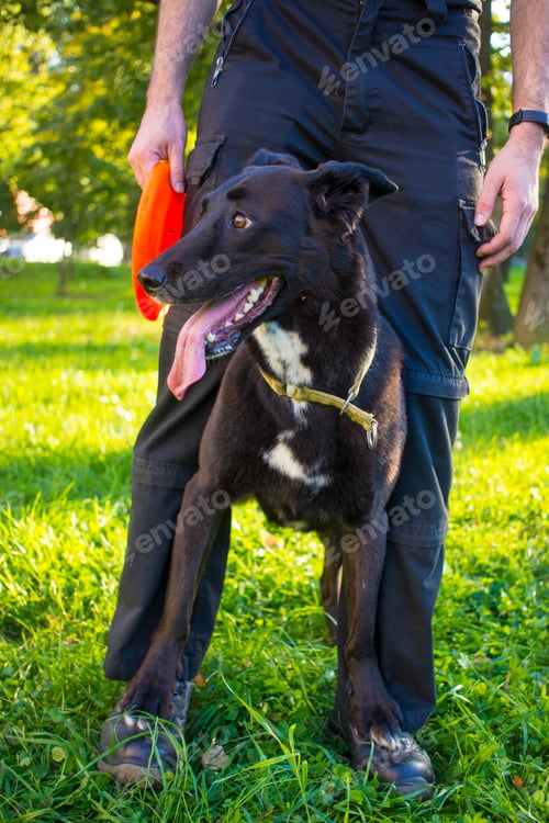 Preview: dog with owner. sports concept. dog waiting for the team