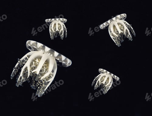 Preview: Compass jellyfishes