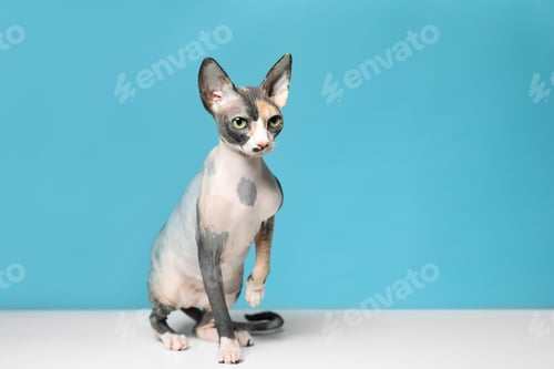 Preview: Cute sphynx cat on floor against color background, space for text. Friendly pet