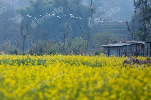 Preview: Midway through February 2024, mustard blossoms in a stunningly beautiful way.