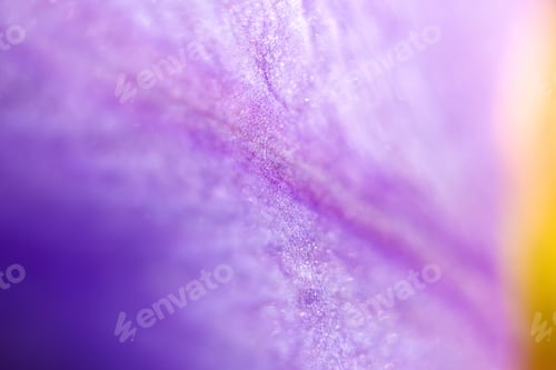 Preview: Vibrant violet leaves of various plants create a captivating sight. The abstract background shines w