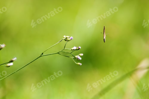 Preview: Butterfly on green leaf, nature blur background. Copy space.