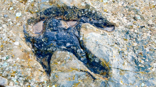 Preview: Ichnites Paleontological Deposit of Fuentesalvo, Castile Leon, Spain