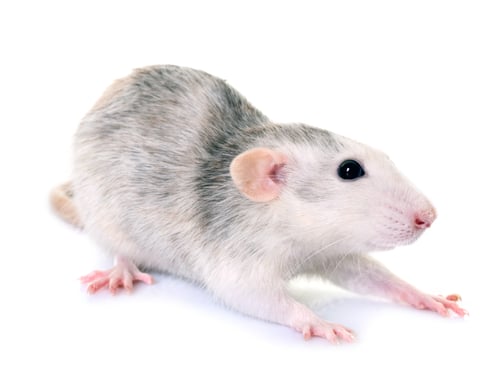 Preview: husky rat in studio