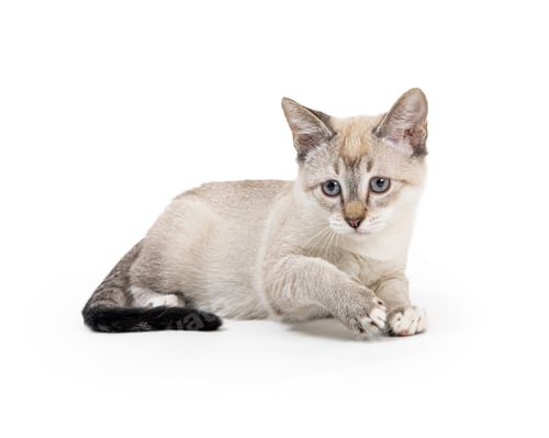 Preview: Young Siamese Kitten Lying Down
