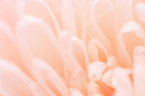 Preview: Chrysanthemum flower macro shot.