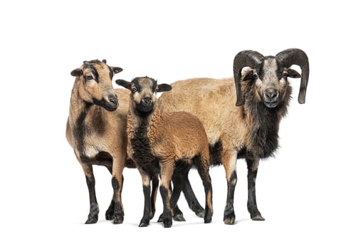 Preview: Cameroon sheep family posing on white background