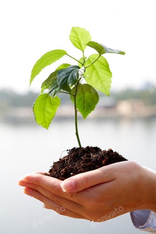 Preview: Growing plant