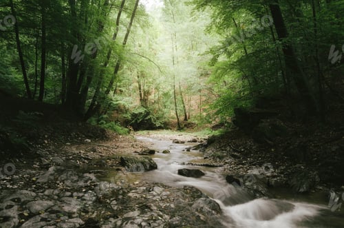 Preview: Morning light in forest river landscape