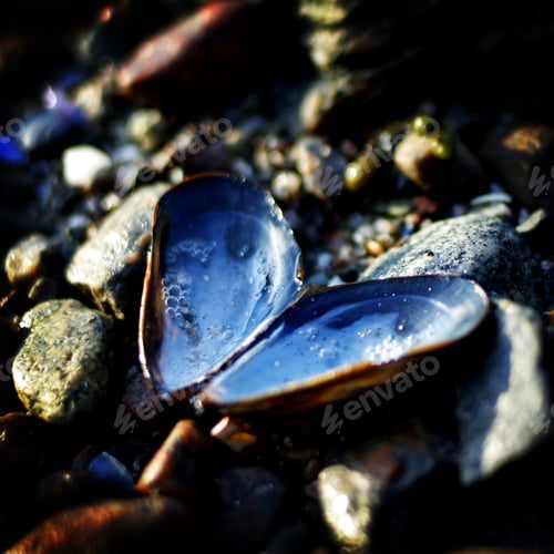 Preview: Close-up of heart shaped mussel on rocks