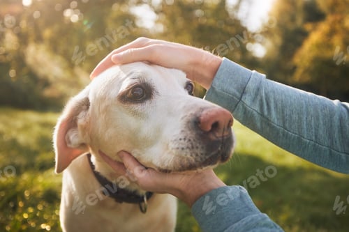 Preview: Man stroking his old dog