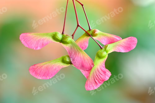 Preview: Red and green winged fruits and seeds of maple tree, Acer palmatum