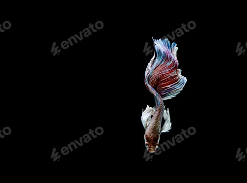 Preview: Betta fish, siamese fighting fish, betta splendens isolated on black background