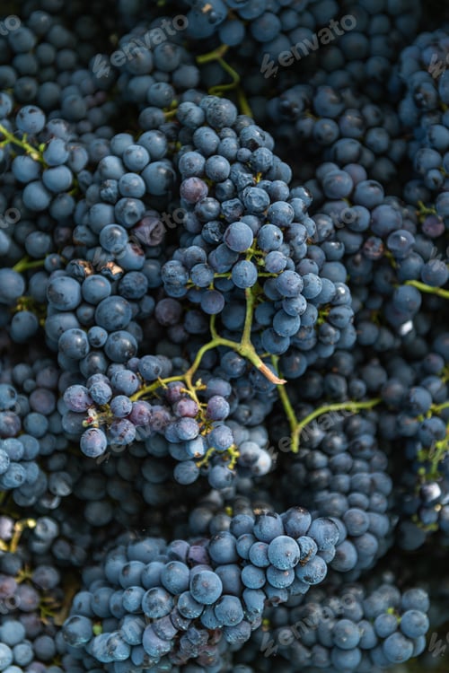 Preview: Purple grapes background