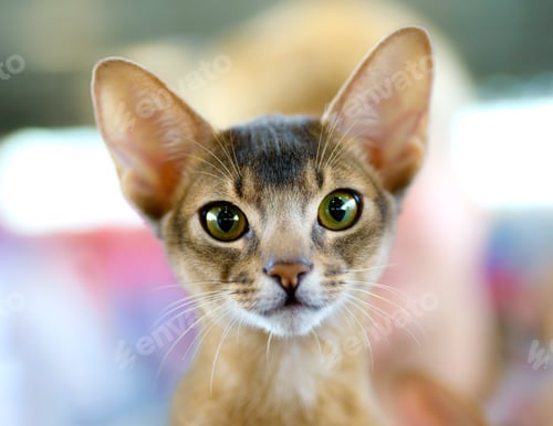 Preview: Abyssinian cat portrait