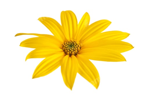 Preview: Topinambur yellow flower Jerusalem artichoke one flowerhead with yellow petals on white background