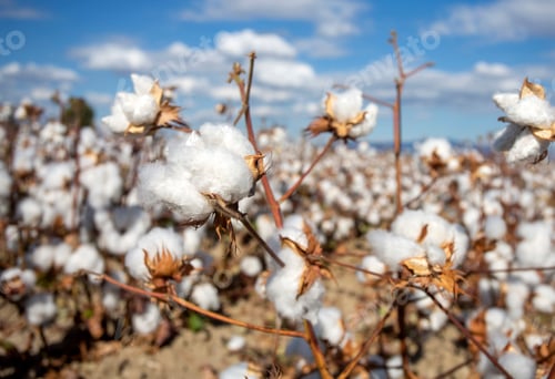 Preview: Cotton field (Turkey / Izmir). Agriculture concept photo.
