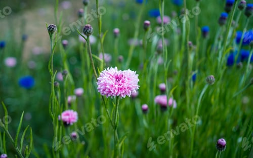 Preview: colorful flower