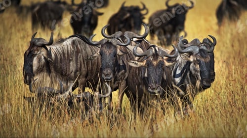 Preview: Group of buffalos in Masai Mara, Kenya