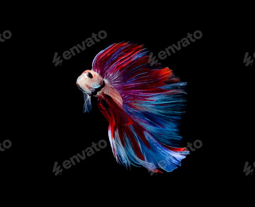 Preview: Betta fish, siamese fighting fish, betta splendens isolated on black background